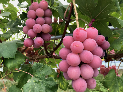 お買い得品！濃厚果汁クイーンニーナ　800g小中房2～3房　『クール便』