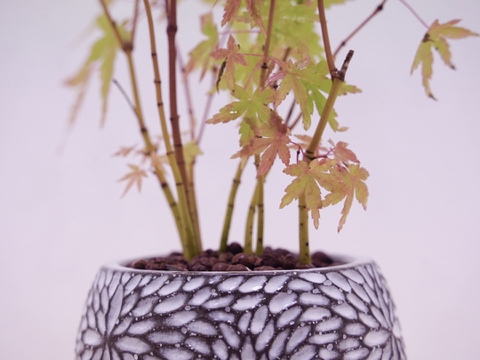 ミニ盆栽【紅葉🍁ヤマモミジ × 白花模様陶器】高さ41cm×横23cm【冬ギフト】