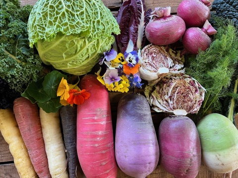 農薬・化学肥料不使用！西洋野菜とカラフル野菜セット！！