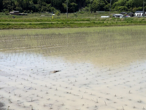 【令和6年新米】先行予約受付中 兵庫県丹波篠山産2024年度 新米 コシヒカリ こしひかり 10㎏ 数量限定 お米 米