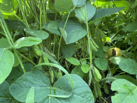 自然栽培大豆 令和4年産 20キロ:福島県産の米・穀類|食べ 自然栽培大豆 令和4年産 20キロ:福島県産の米・穀類|食べ