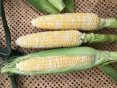 🌽【2025年 夏・限定販売】
花園ファーム直送！ドルチェドリーム LLサイズ 9本セット糖度15～16度！美しい二色の粒が特徴の希少とうもろこし
