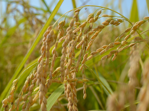 【農薬＆化学肥料不使用】令和5年度産新米（玄米）3kg（数量限定・予約販売）静岡県磐田市産 にこまる