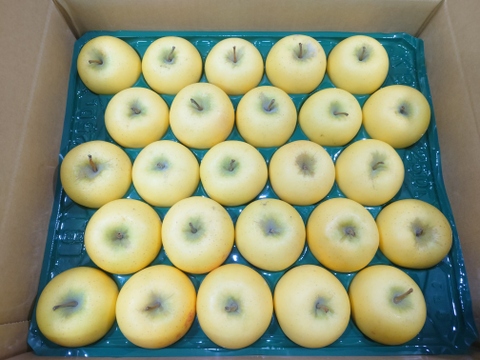 雪中貯蔵　黒石産シナノゴールド小玉家庭用5㎏