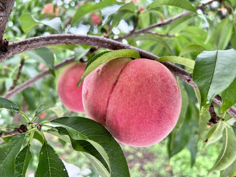 夏の白桃！山形県産あかつき【2キロ小玉】：山形県産のあかつき｜食べ