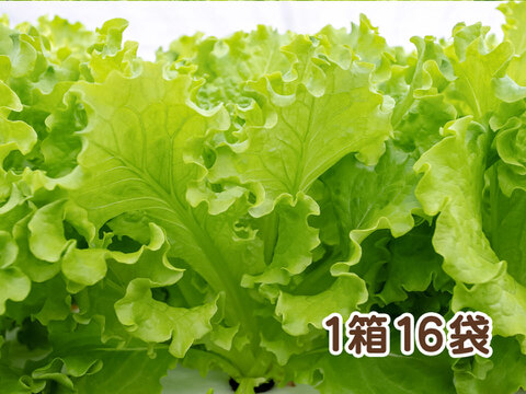 【魚の育み®】バタビアレタス16袋 | 農薬･化学肥料不使用でアクアポニックス産のやさしい野菜