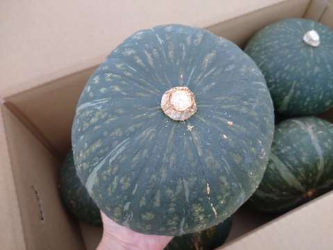 砂丘育ち、追熟し美味しさが増した「えびすかぼちゃ」1箱10㎏