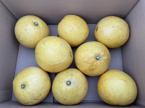 大崎上島産ゴールデン文旦　3kg