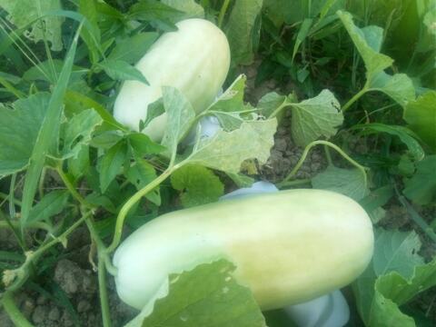 絹ウリ　農薬肥料不使用、自家採種