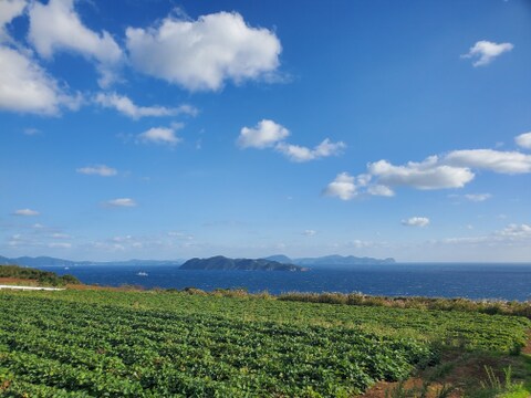 【家庭用】紅はるか｜しっとり甘い島育ちの熟成さつまいも 五島産 3kg