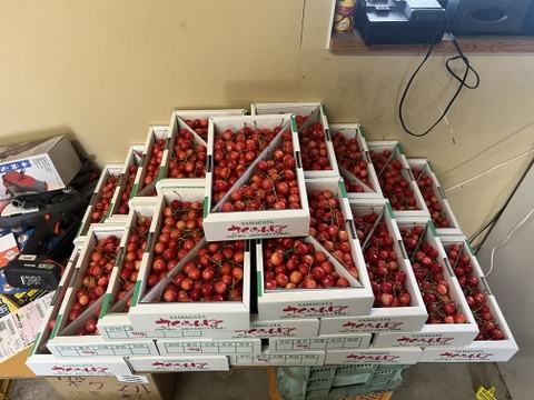 2026年予約販売　山形県産さくらんぼ　佐藤錦　1kg バラ詰め