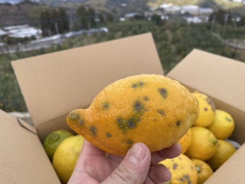 ◆訳あり特価◆レモン「リスボン」　業務用１５キロ