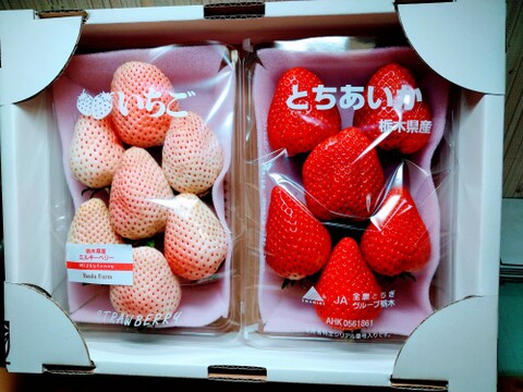 【食べ比べ】ミルキーベリー&とちあいか　平パック290g×2