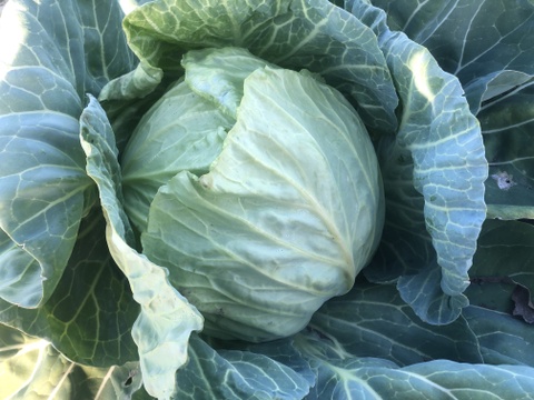 【栄養価が高い】しゅんセット(8〜10品目前後)