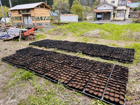 加恵様　専用玉川屋 赤カボチャ