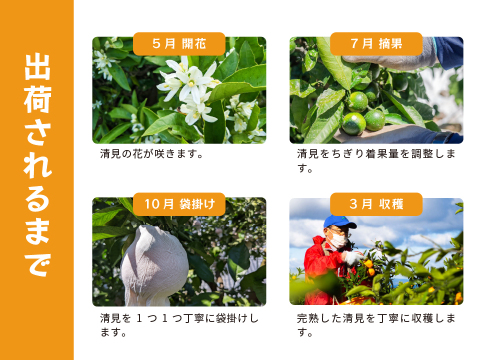 清見｜春先まで樹上完熟させた濃厚な味わい！みかんとオレンジのかけ合わせで生まれた和歌山県海南市下津町産の和製オレンジ（ご家庭用4kg）