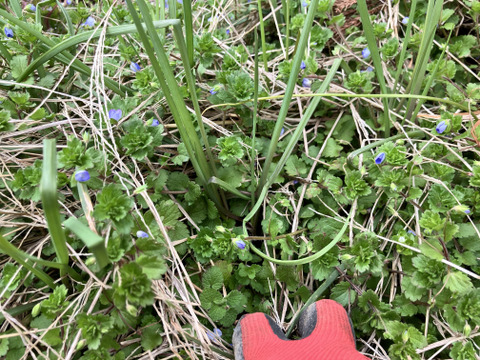 【自然栽培・今だけ！！1kgのメール便発送】今が旬の生らっきょう（土と根付きでお送りします）