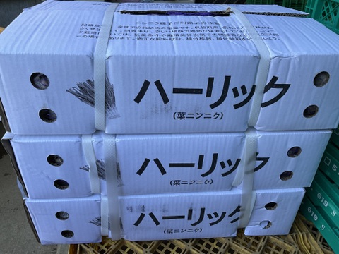 予約増量【大好評(^^♪】グッと料理のグレードが上がる(^^ “葉ニンニク“  3000g→3150g  from 名水の里　神奈川県秦野市