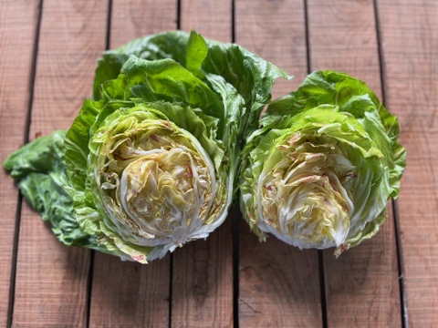 農薬・化学肥料不使用！彩り豊かなチコリー３種、5個入セット！