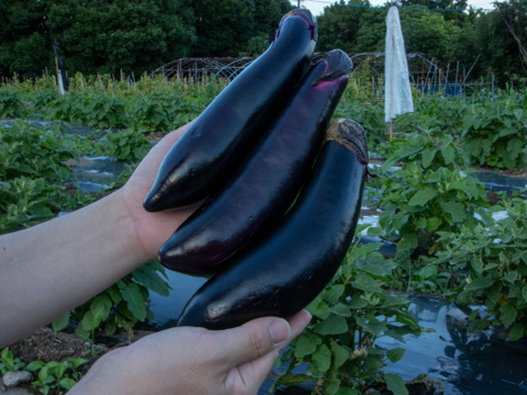 自然のうるおいで艶やかに育った島原の『うる艶なす』| 1 ㎏