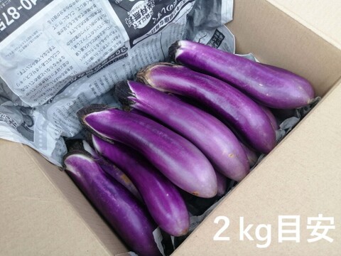 炒め物には絶対これ！台湾長ナス