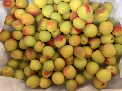 まじりっけなし！梅干に最適！『十郎小町』2kg 自然栽培の梅。ジャムや茶梅など幅広いレシピに。農薬不使用