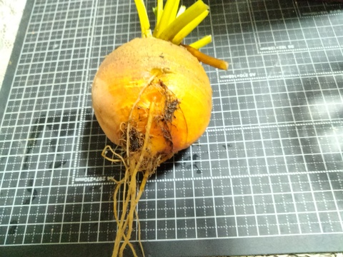 長崎県産黄色いビーツ（ルナ）1.5kg