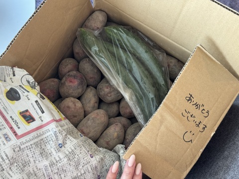 【美味しい！じゃがいも】グラウンドペチカ5kg