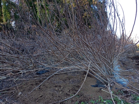 『話題のスーパーフード!!』　菊芋 2kg