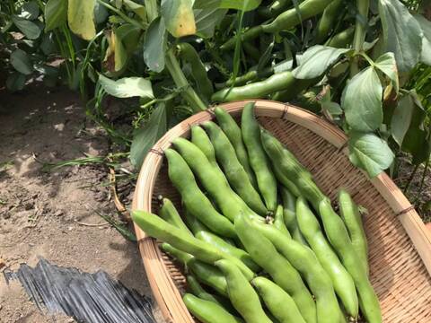 5月発送 春の味覚農家直送！甘くてしっとり房州そら豆4キロ。