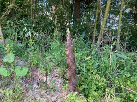 【一度食べたら止まらない】ザクザク食感×煮干しの旨味がガツン！鳥海遊佐メンマ〈煮干しラーメン味〉
