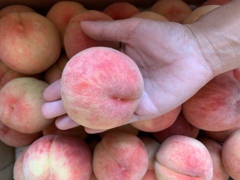 白桃の王様‼️山形産川中島白桃【3キロ13玉】