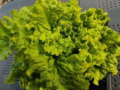 🍃【朝採り】旬の株どりレタス2株 ＋ 旬野菜の詰め合わせBOX🍃