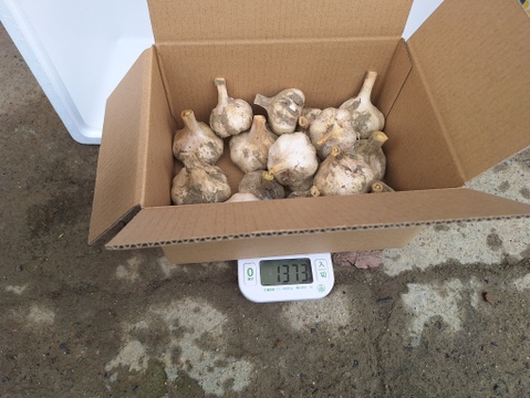 愛媛県産ニンニク嘉定種1kg