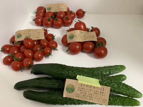 初めてご注文のお客様へ【初回限定】ぶるベジトマトのお試し！旬🍅の詰合せ♪（トマト３品種（大玉トマト抜き）＋朝モギきゅうり）