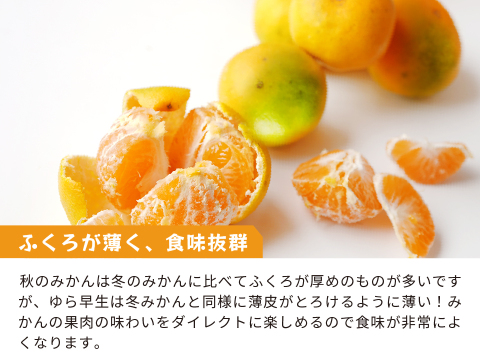 ゆら早生（みかん）5kg家庭用｜和歌山生まれの極早生みかんの最高傑作