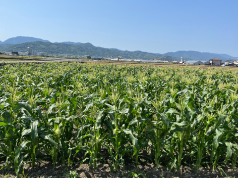 甘さ抜群❗6本 希少なホワイトコーン(白い恵味) 2Ｌサイズ以上✨6月中旬～✨