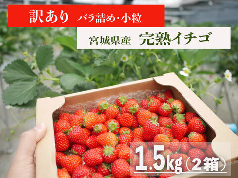 【訳あり特価】ジャム加工におすすめ！宮城県産 小粒イチゴ 1.5kg(計2箱)
