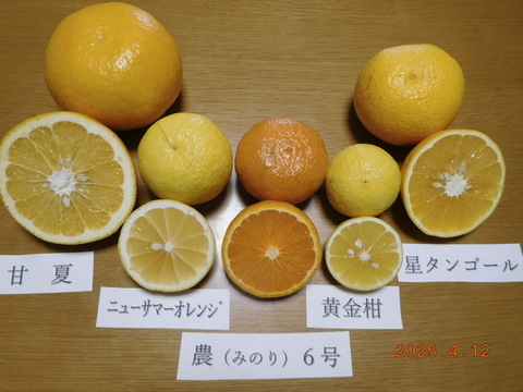 🍊伊豆ﾆｭｰｻﾏｰｵﾚﾝｼﾞほか「初夏の味覚/お楽しみ柑橘５種セット」　ご家庭で・ご贈答に/正味4.5㎏