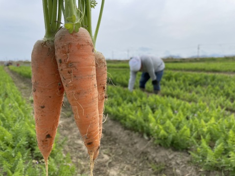 【訳あり】農薬・化学肥料栽培中不使用！栄養満点の春ニンジン4kg