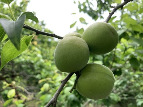 まじりっけなし！自然栽培の青梅〔青軸〕1kg