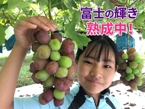 【希少で贅沢３色セット３房入り】農薬削減「富士の輝」「シャインマスカット」＆「クインニーナ」（約1.8kg）