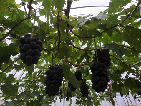 食べ比べ　ニューピオーネ1房＋クインニーナ1房約400〜500g       化粧箱入り