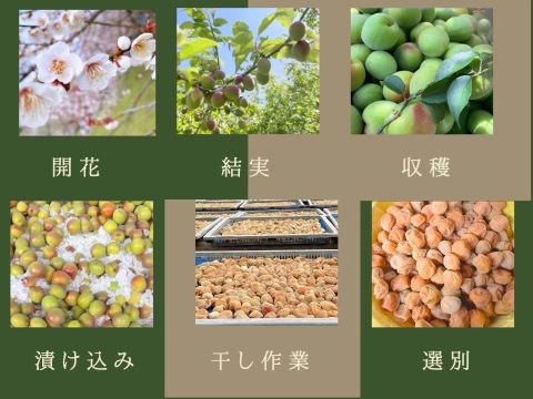 朝もぎ当日発送！紀州南高梅 青梅 5kg【特別栽培】（梅酒・シロップ用／訳あり）