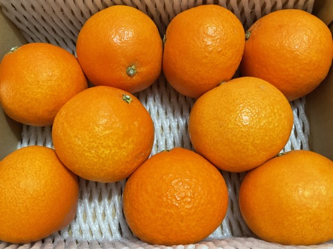 まるで天然ゼリー！まどんな（ご家庭用・2㎏）×２箱