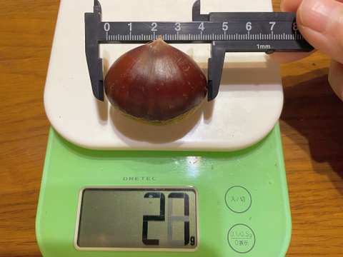 【丹波栗】農薬不使用 2L～3Lサイズ(20～30g･4cm前後) 1kg