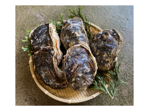 【夏期限定】ヨコタ礁天然岩牡蠣_生食用　Ａセット（小3個、大2個入）