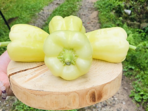 【1日限定】翡翠茄子と希少3色ペッパー美味しさ3倍✨！旨ピーマン！自然栽培　農薬不使用　固定種