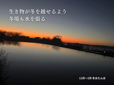 【令和6年新米】潮風香る田んぼでトキと育った新潟県佐渡産 自然栽培『在来コシヒカリ』 玄米5kg