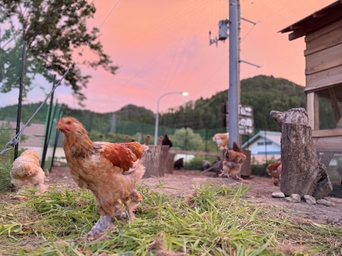 １日数量限定 平飼い『盈月の卵』世界最大級の鶏ブラマ６個入り